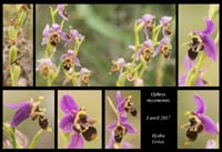 Ophrys-mycenensis3